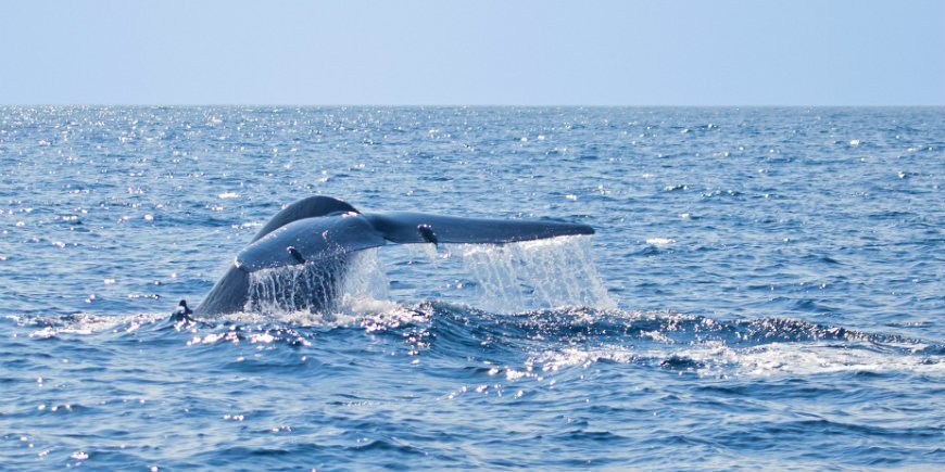 Blåhval Sri Lanka