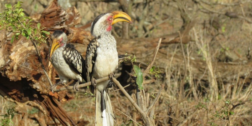 Hornbill