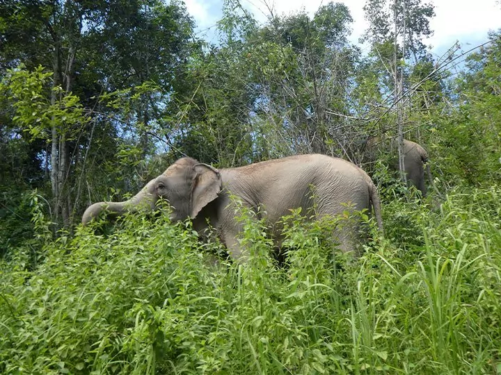 Elefantene i ChangChill, Thailand