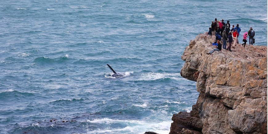 Mennesker ser på hval fra klippeavsats i Hermanus i Sør-Afrika