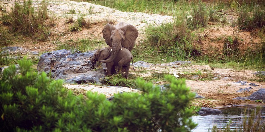 To elefanter står ved et vannhull i den tørre årstiden i Kruger nasjonalpark.