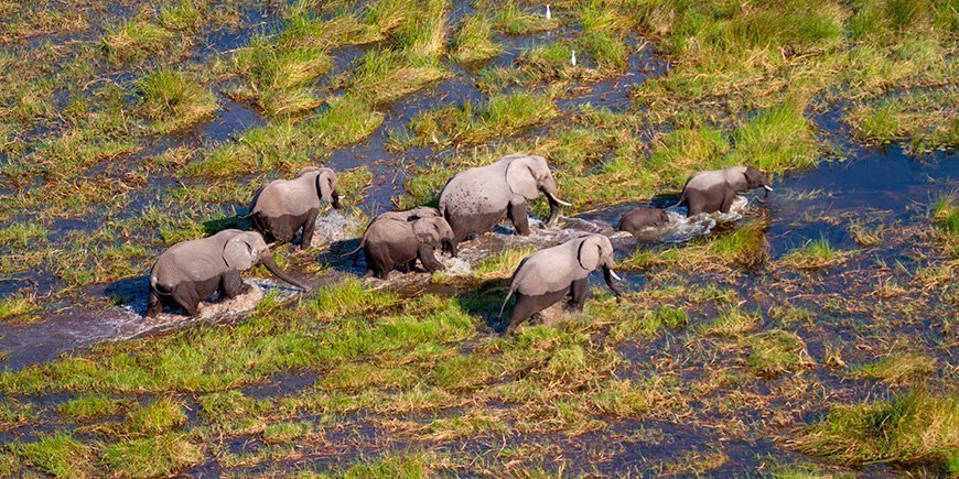 Elefanter i Okavango-deltaet i Botswana