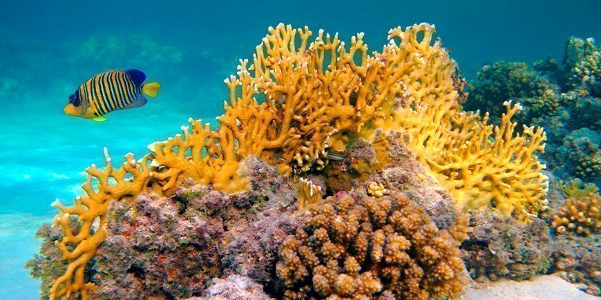 Gul fisk og korallrev under vann på Zanzibar