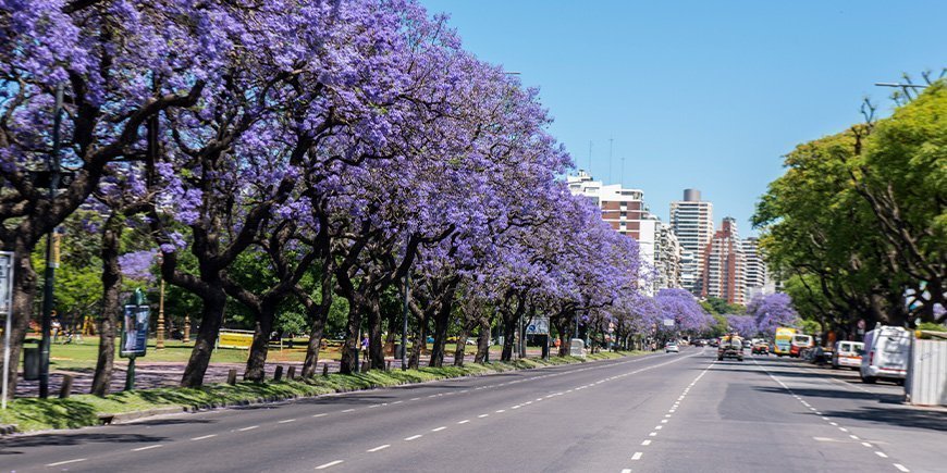 Jacarandatrær i blomst i Buenos Aires, Argentina