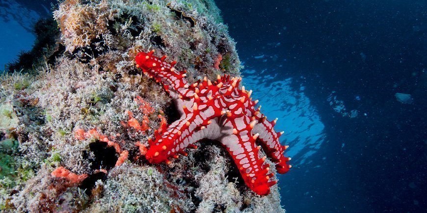 Sjøstjerne under vann på Zanzibar