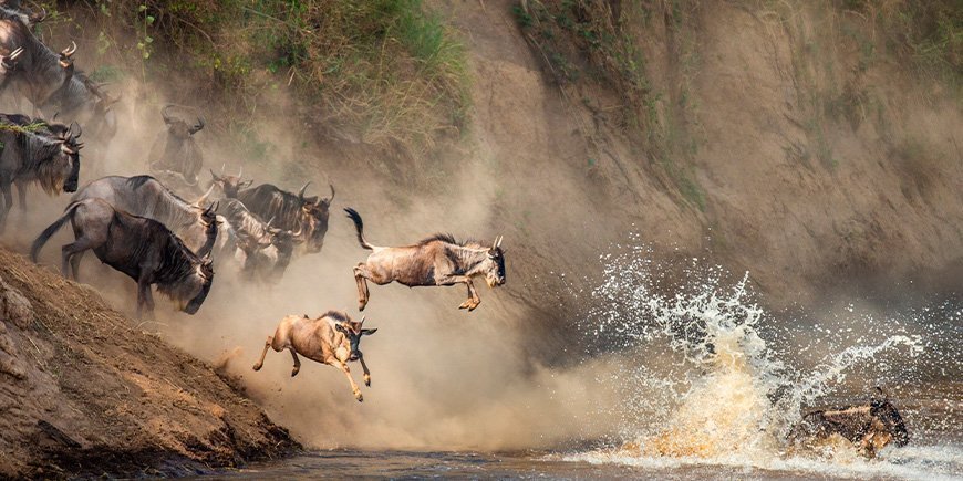 Gnuer som hopper over Mara-elven i Kenya