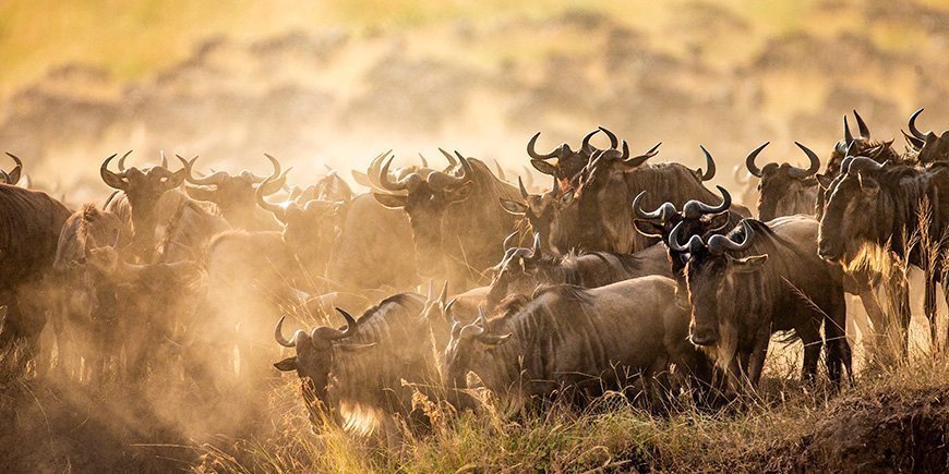 Gnuens vandring på Mara-elven i Kenya