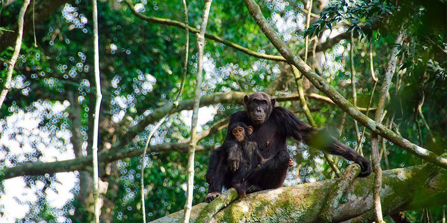 Sjimpanser i Kyambura-juvet i Uganda