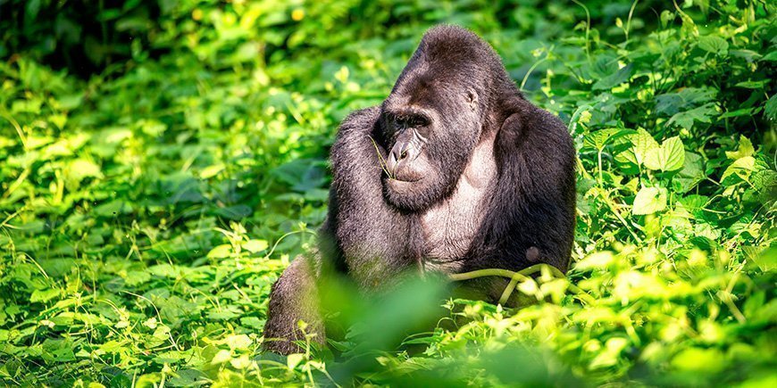 Mannlig gorilla i Bwindi nasjonalpark i Uganda