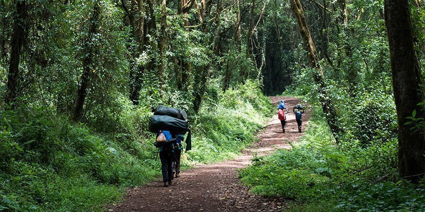 Portør går i regnskogen på vei til Kilimanjaro
