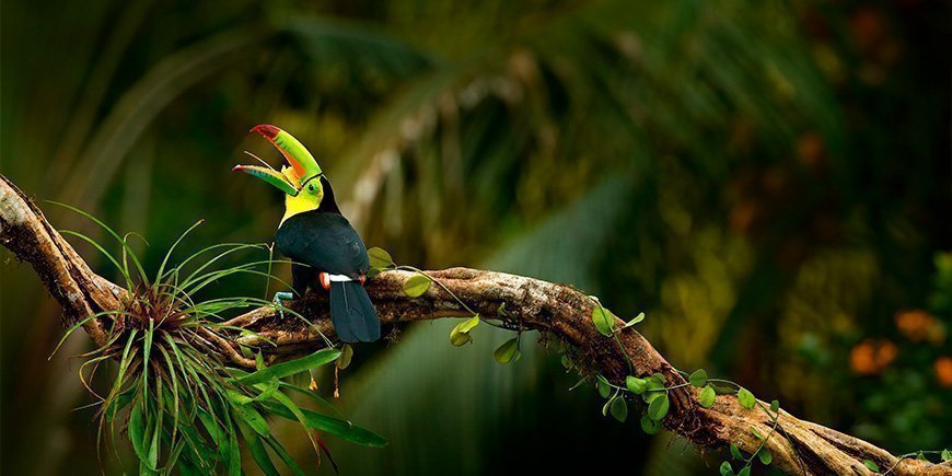 Tukan i regnskogen i Costa Rica