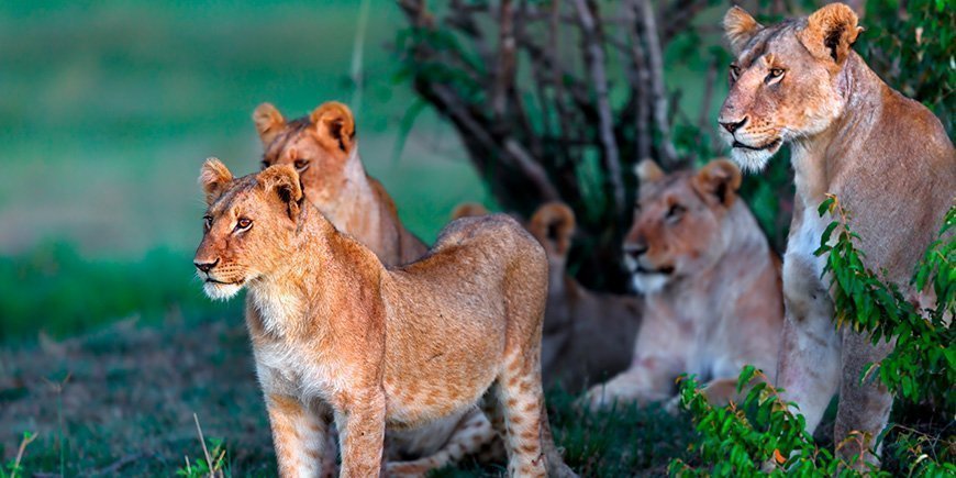 Løver i grønne omgivelser i Masai Mara, Kenya.