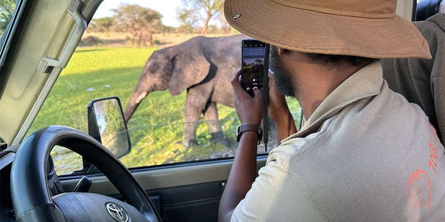 Mann i TourCompass-skjorte tar bilde av elefant i Tanzania