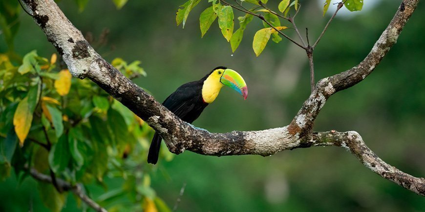 Tukan i tretoppene i Costa Rica.