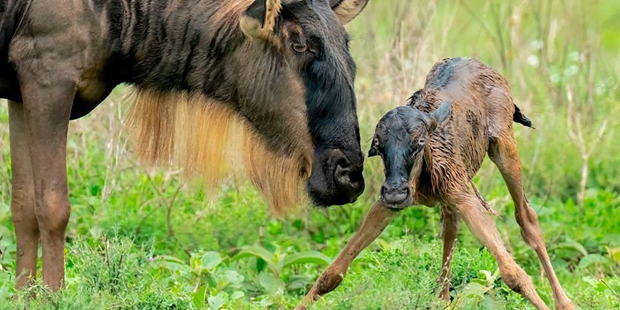 Gnuer og nyfødt kalv i Serengeti, Tanzania.