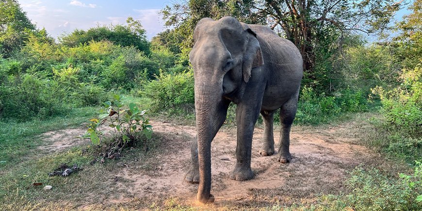 Elefant i Udawalawe nasjonalpark på Sri Lanka
