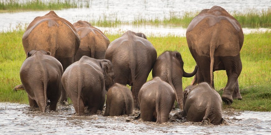 En gruppe elefanter i Minneriya nasjonalpark i Sri Lanka