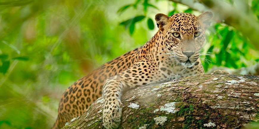 Leopard titter gjennom buskene i Yala nasjonalpark på Sri Lanka