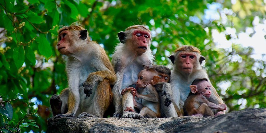 Makakaper på Sri Lanka