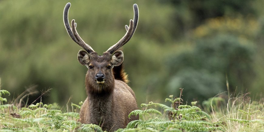 Sambarhjort i Horton Plains på Sri Lanka