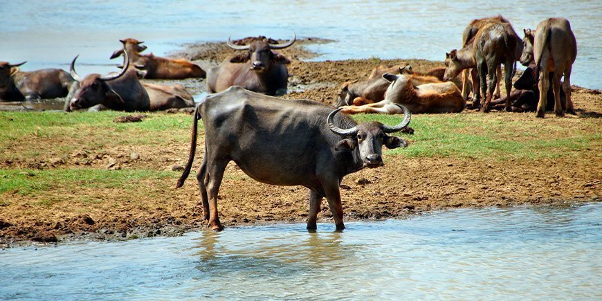 En gruppe vannbøfler på Sri Lanka