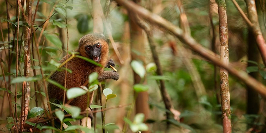 Søt bambusvegg i Ranomafana, Madagaskar med