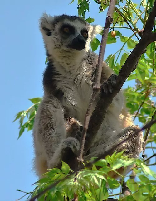 Natur, kultur og lemurer på Madagaskar