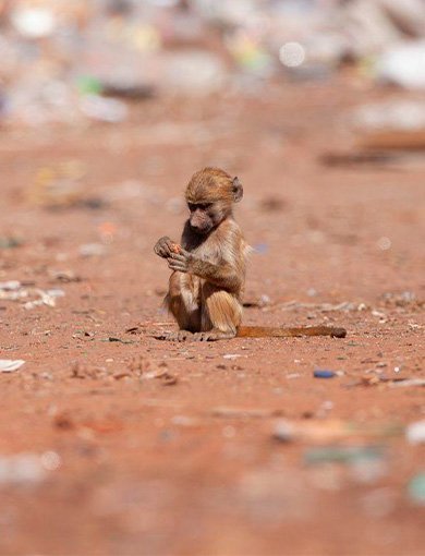 Ele-Collection, Victoriafallene, Zimbabwe