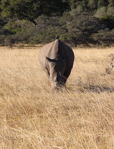 Kariega Game Reserve, Sør-Afrika