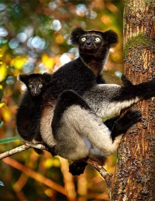 Safari i Sør-Afrika & lemurer på Madagaskar