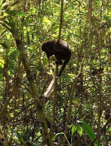 V.O.I.M.M.A Reserve, Madagaskar