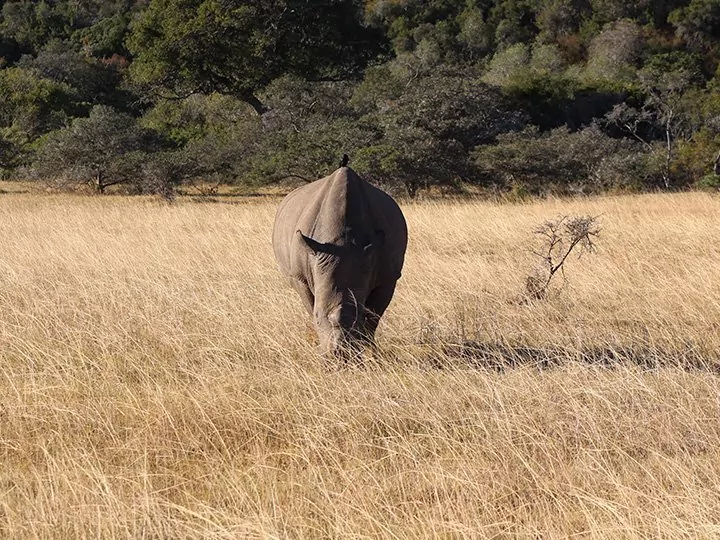 Kariega Game Reserve, Sør-Afrika