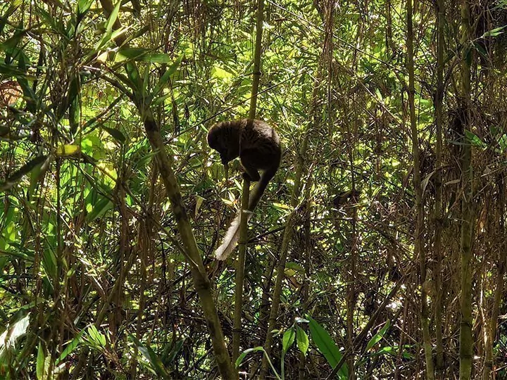 V.O.I.M.M.A Reserve, Madagaskar