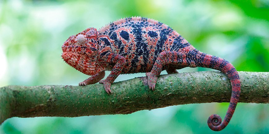 Vakker rød kameleon på en gren på Madagaskar