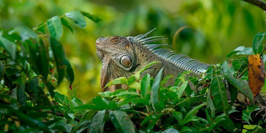 Grønn leguan i Tortuguero nasjonalpark i Costa Rica