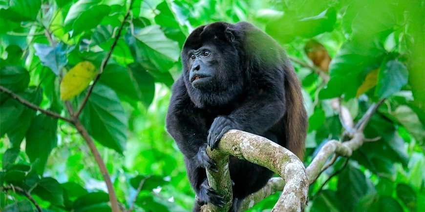Brøleape sitter i et tre i Corcovado nasjonalpark i Costa Rica