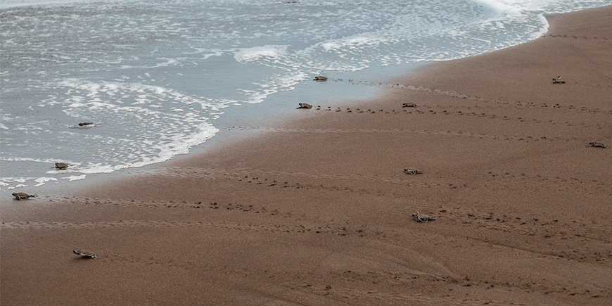 Små havskilpadder løper mot tryggheten i havet