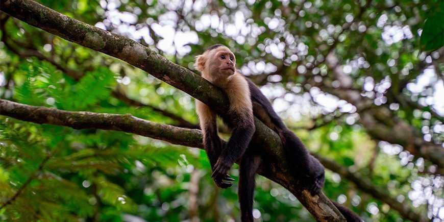 Ape i et tre i Tortuguero, Costa Rica