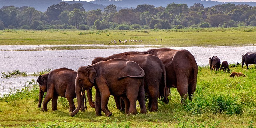 En flokk elefanter ved en elv i Udawalawe nasjonalpark i Sri Lanka