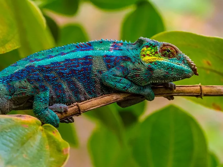 Safari på Madagaskar