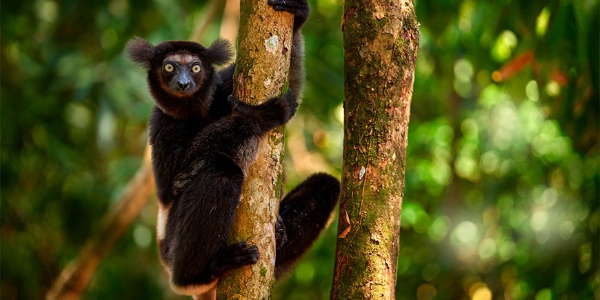 Indri lemur i grønne omgivelser på Madagaskar