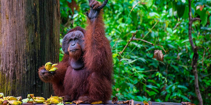 Neseape i et tre ved Kinabatangan-elven i Malaysia