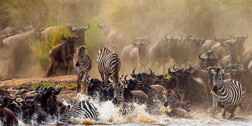 Sebraer og gnuer krysser Mara-elven mellom Masai Mara og Serengeti
