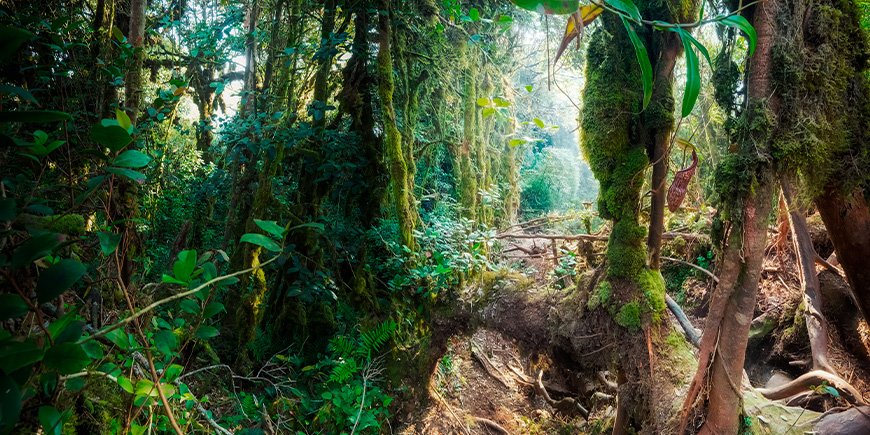 Mystikk i mosegrodd skog