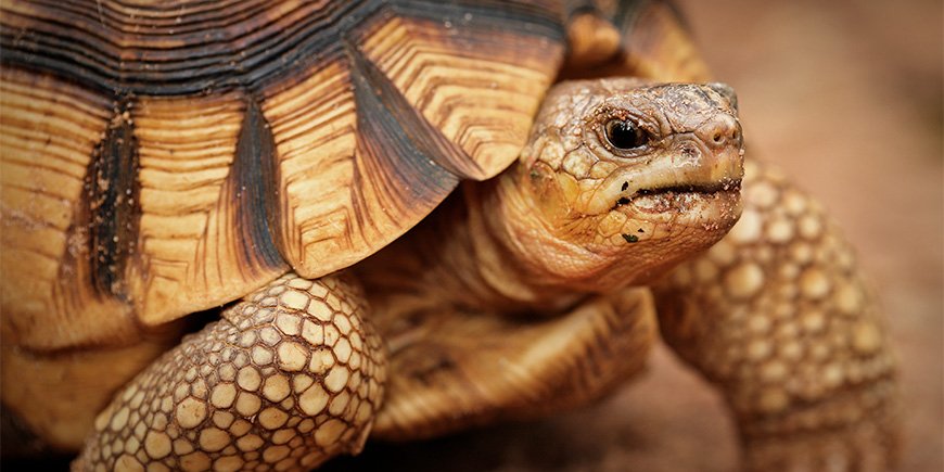 Nærbilde av plogskjellpadden på Madagaskar