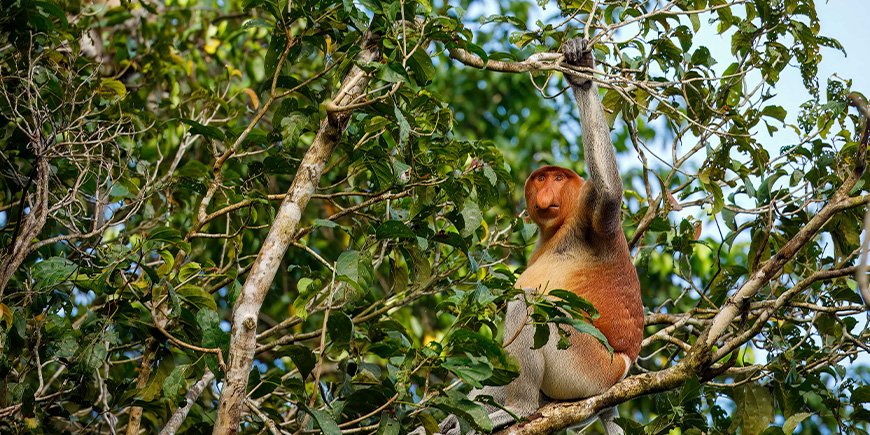 Orangutang-hann spiser på Sepilok Orangutan Rehabilitation Centre