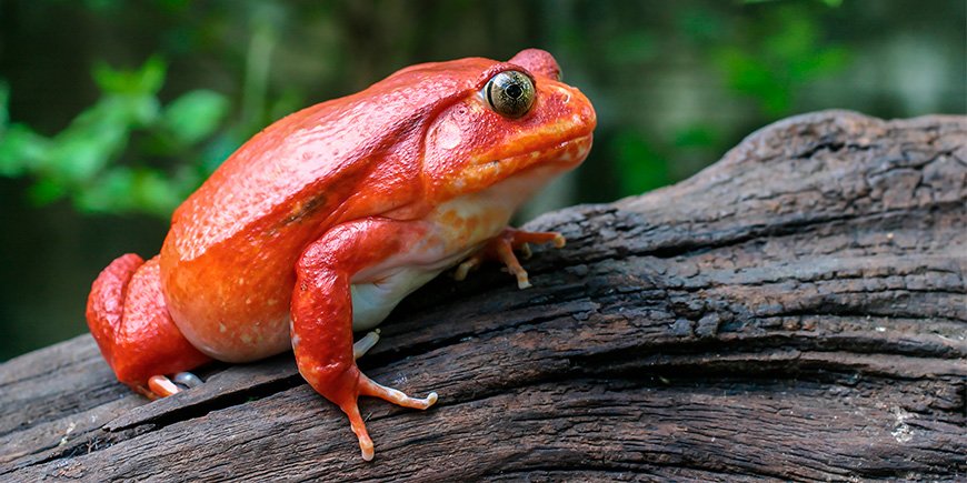 Tomatfrø på en gren på Madagaskar