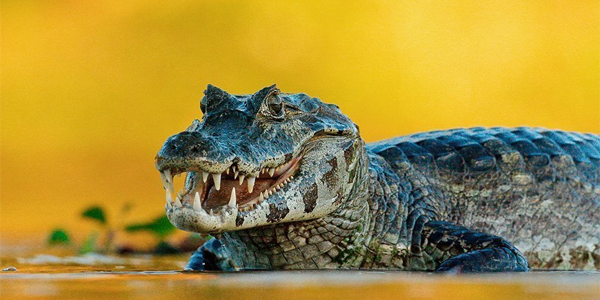Kaiman i Pantanal i Brasil