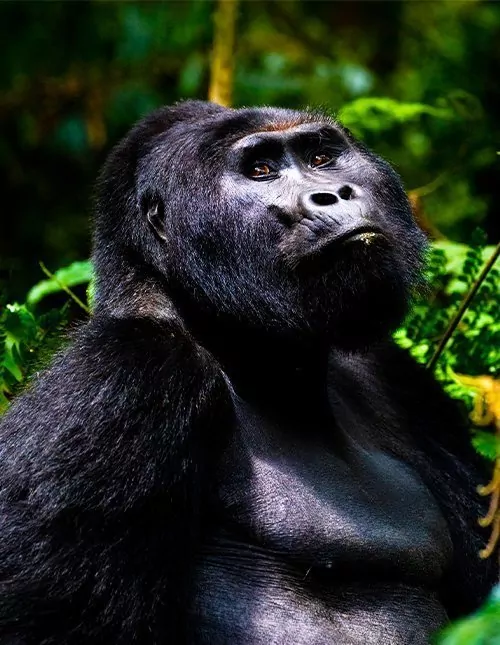 Safari i Kenya & Gorilla Tracking i Uganda