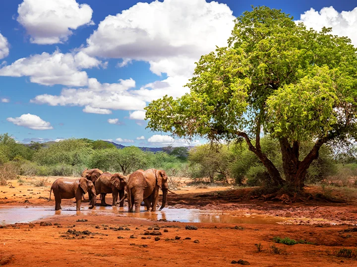 Badeferie i Malindi & safari i Tsavo East nasjonalpark